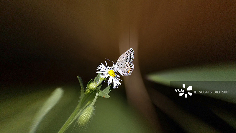 卡纳蓝蝶图片素材