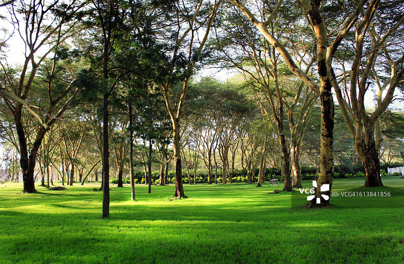 肯尼亚奈瓦沙湖岸边的树木图片素材