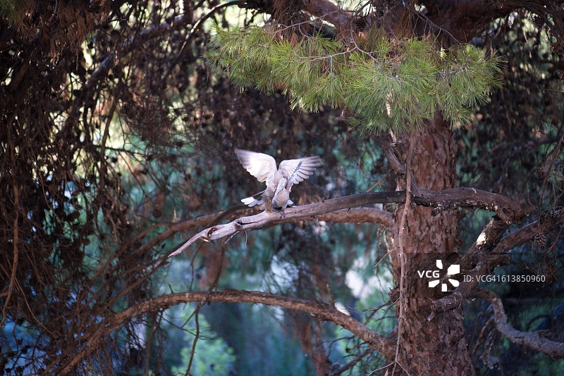 鸽子从树枝上张开翅膀飞翔图片素材