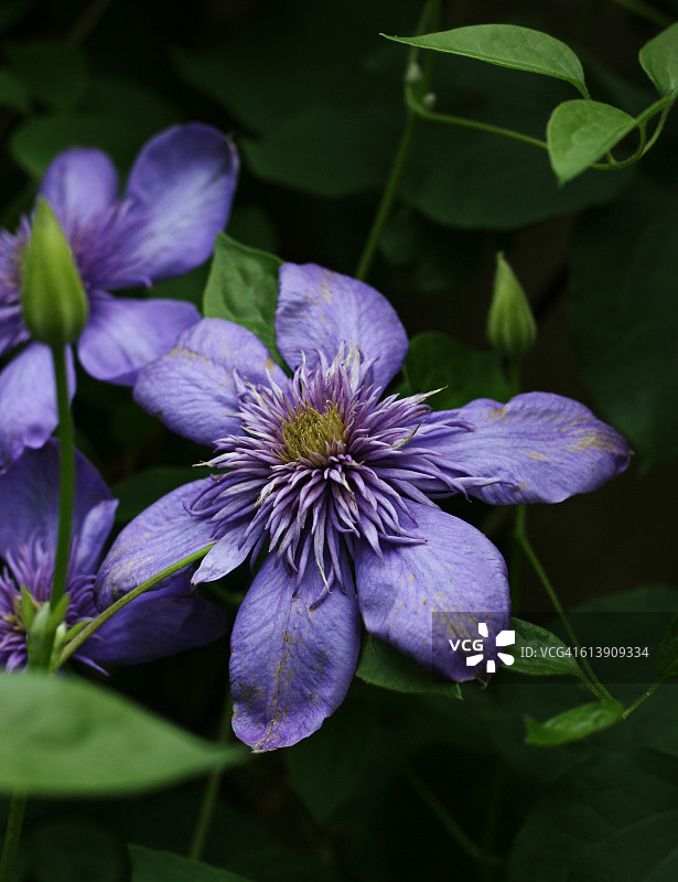 铁线莲图片素材