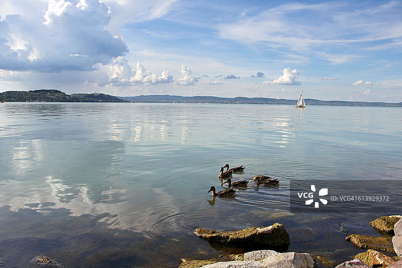 匈牙利巴拉顿湖与鸭子图片素材