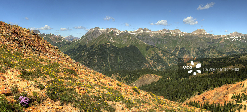 山岩上的高山野花全景图片素材