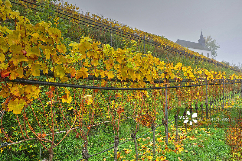 卢森堡格雷文马赫的秋季葡萄园图片素材