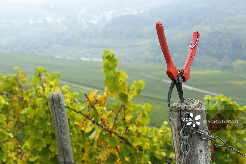 卢森堡格雷文马赫的秋季葡萄园图片素材