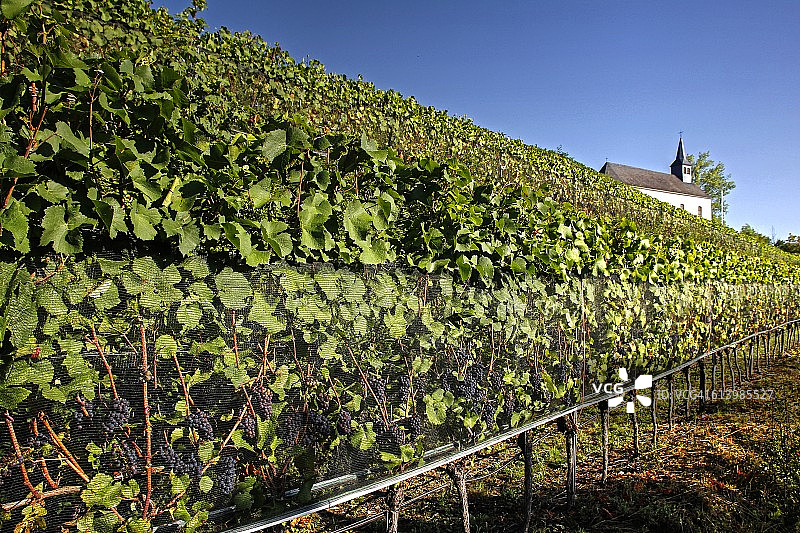 卢森堡格雷文马赫的秋季葡萄园图片素材