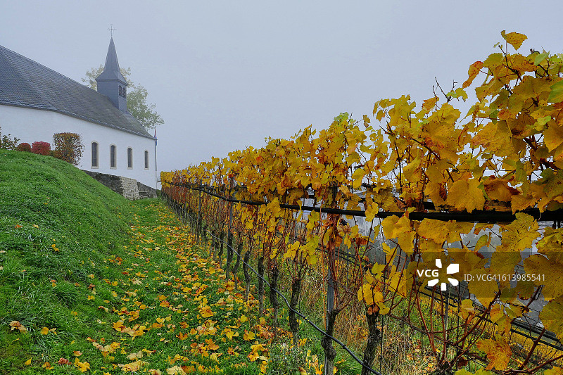 卢森堡格雷文马赫的秋季葡萄园图片素材