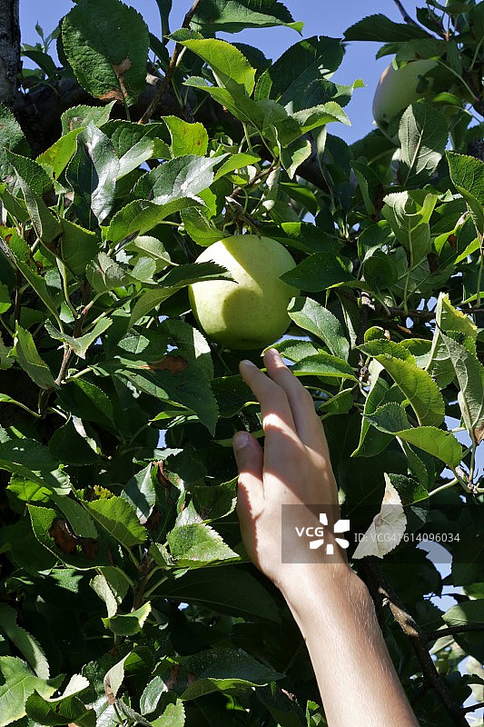 农民伸手摘树上的水果图片素材