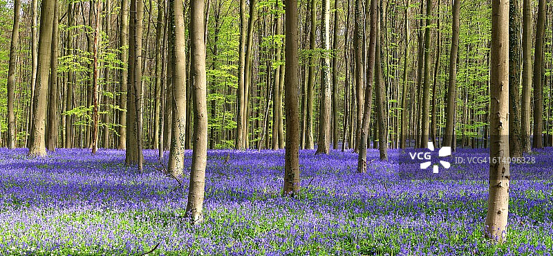 比利时哈勒的哈勒森林与风信子花图片素材