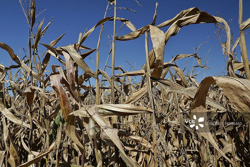 有干燥玉米秸秆的农田图片素材