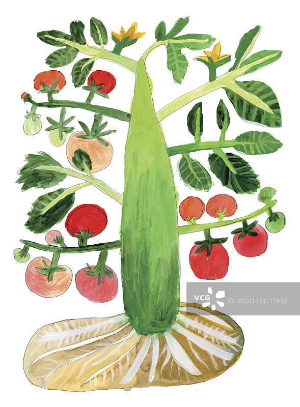 番茄植株插图图片素材