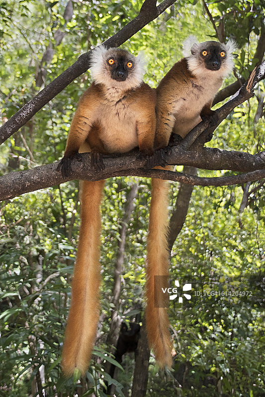 黑色的雌性狐猴图片素材