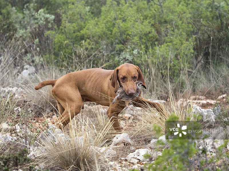猎犬嘴里叼着鹧鸪（匈牙利布拉科犬）图片素材