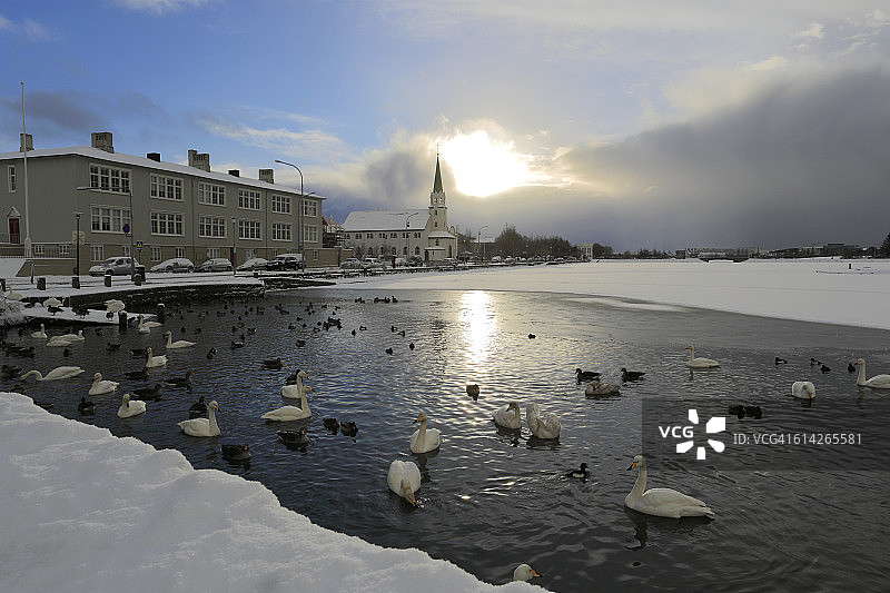 冰冻的Tjornin湖上的天鹅与鹅图片素材