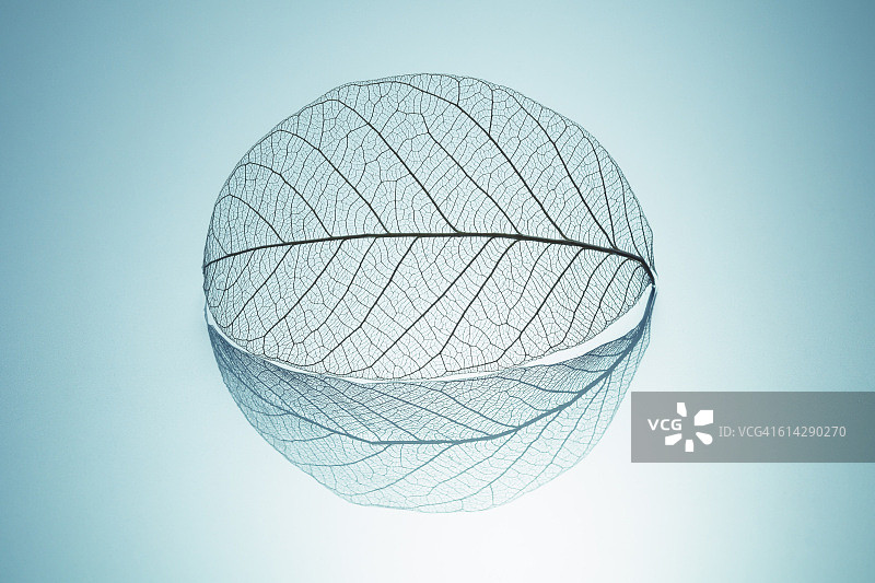 圆形反射叶脉图片素材