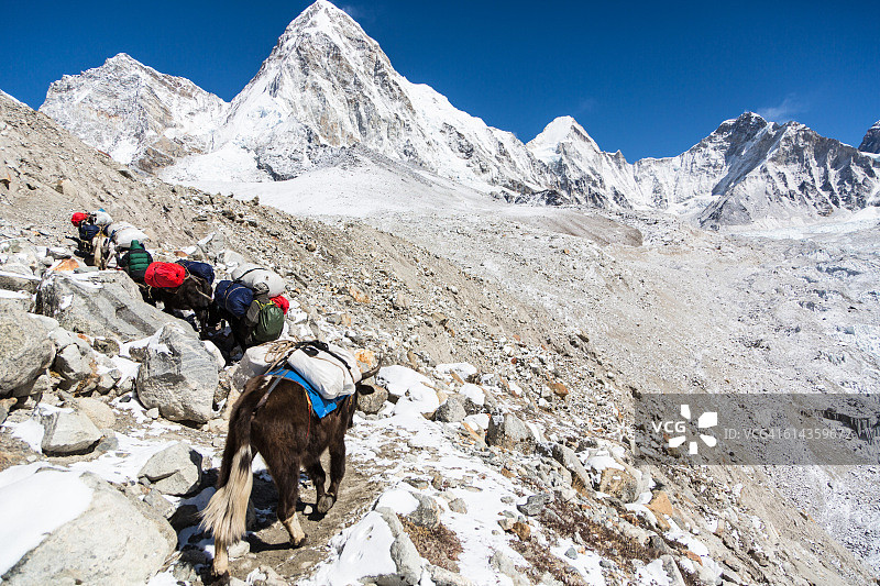 尼泊尔珠穆朗玛峰大本营的牦牛运输图片素材