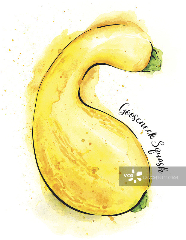 水彩绘制的鹅颈南瓜 - 矢量图图片素材