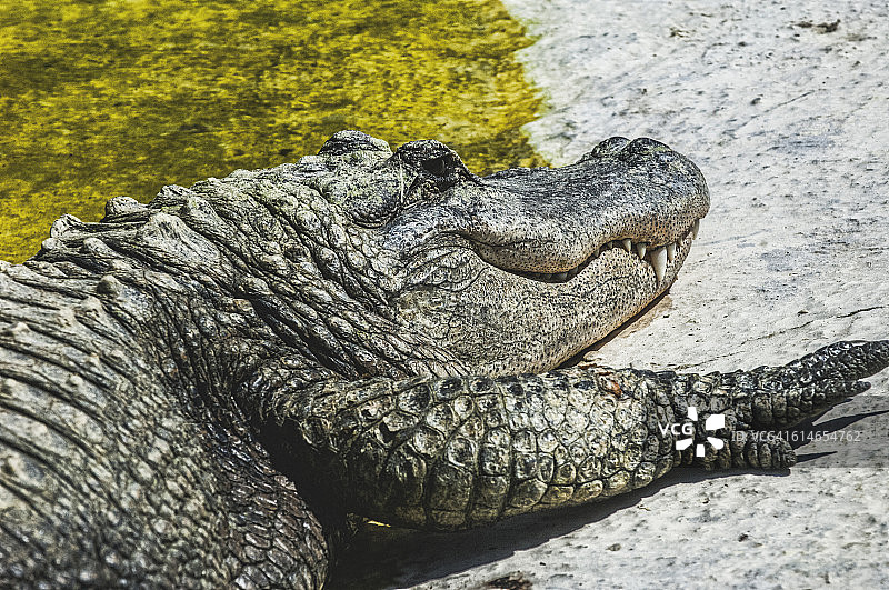 凯门鳄身体局部细节（属），凯门鳄头部照片图片素材