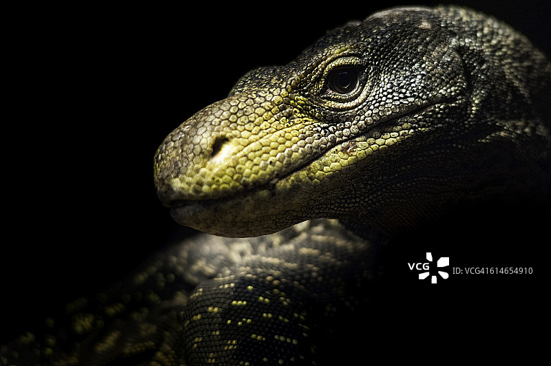 黑背景下的鳄鱼 monitor 蜥蜴面部细节特写图片素材