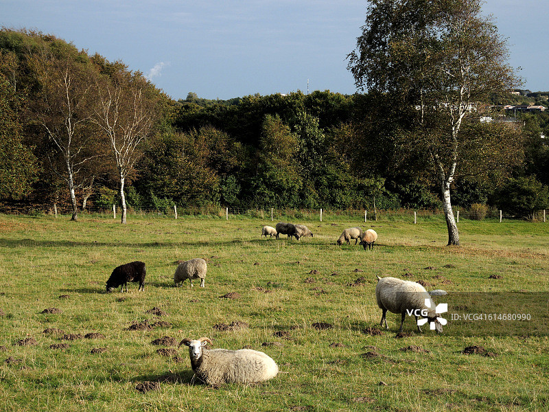 坐在草地上的丹麦绵羊图片素材