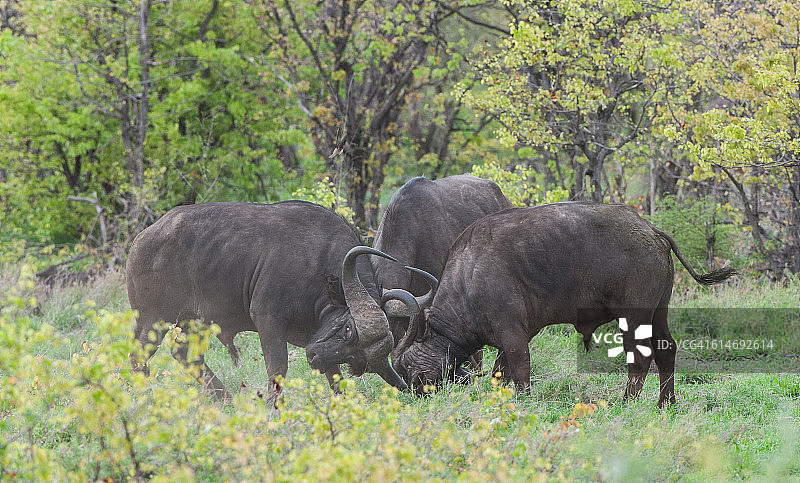 战斗的非洲水牛图片素材