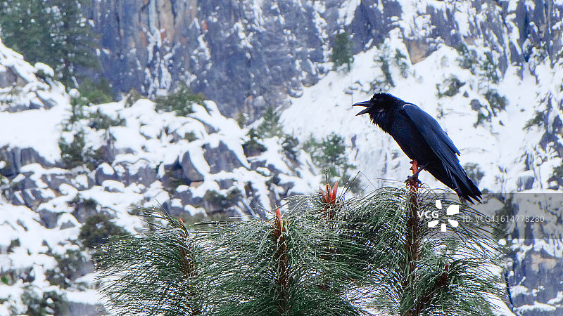 优胜美地国家公园树上的黑乌鸦图片素材