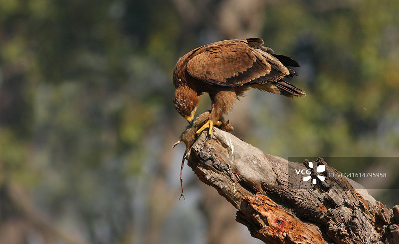 草原雕图片素材