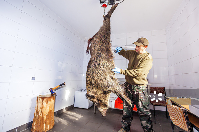 猎人屠宰剥皮的野猪图片素材