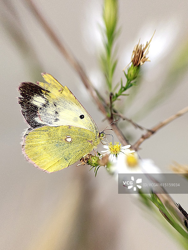 云纹硫磺蝴蝶图片素材