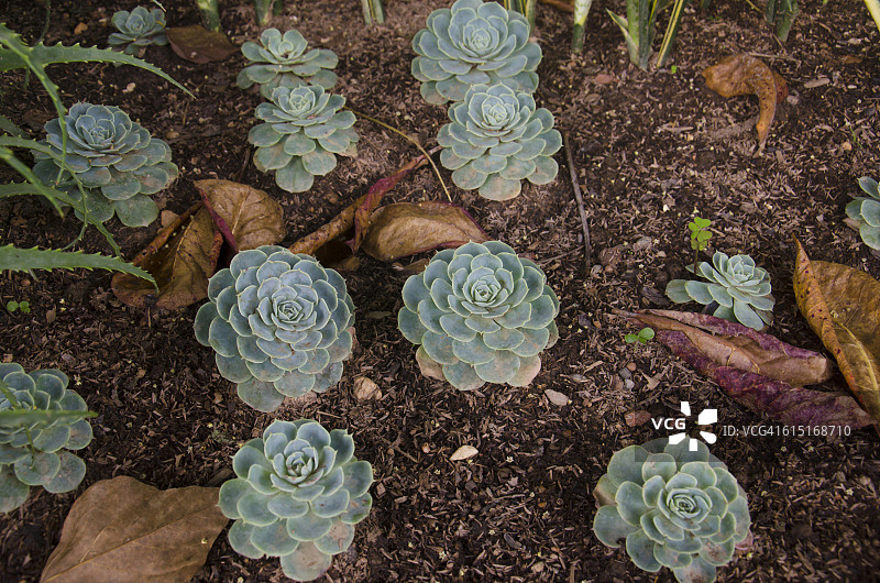 石莲花图片素材