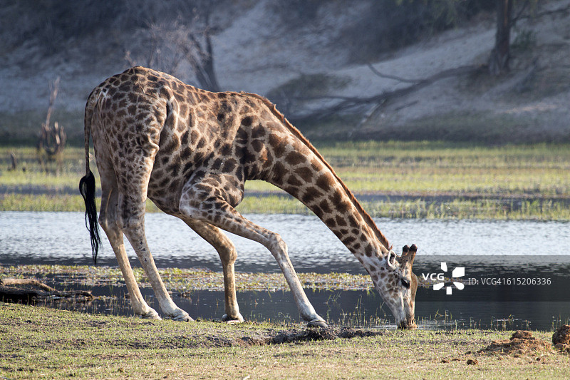 南方长颈鹿（Giraffa giraffa）饮水图片素材