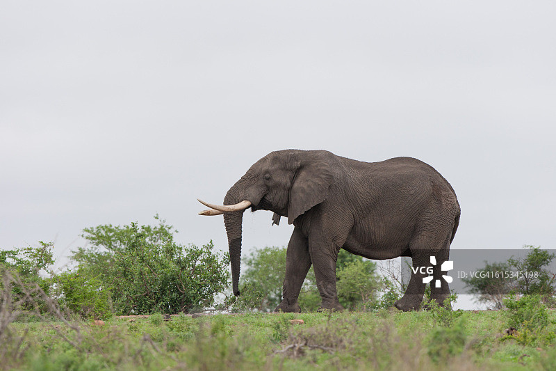 非洲象图片素材