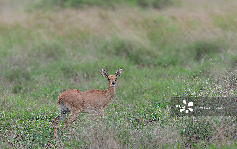小羚羊图片素材