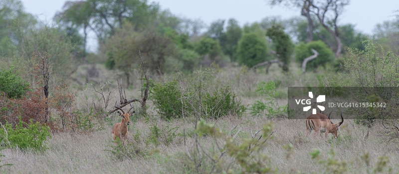 两只黑斑羚图片素材