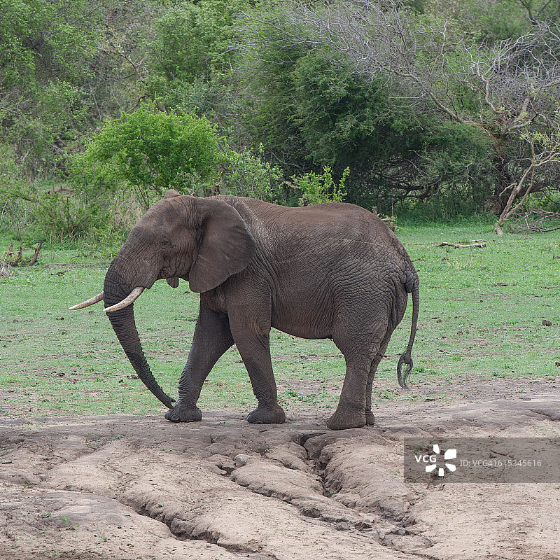 非洲象图片素材