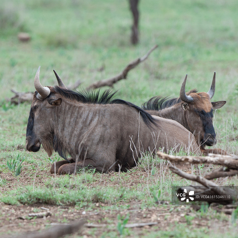 角马或非洲牛羚图片素材