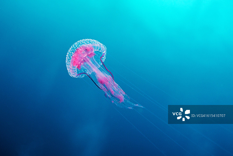 紫色条纹水母图片素材