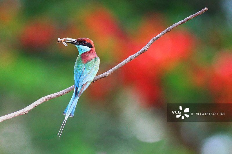 蓝喉蜂虎图片素材