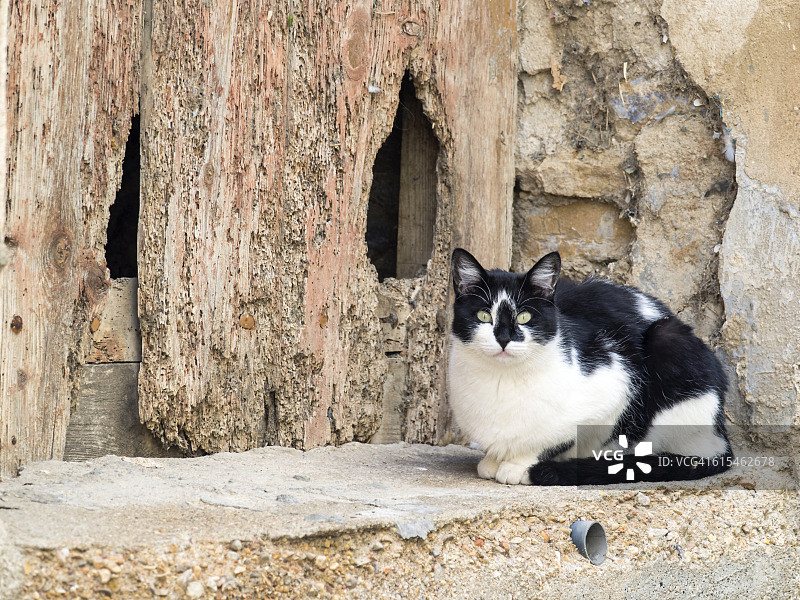靠近古老木门的流浪猫图片素材