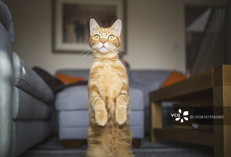 狐獴猫图片素材