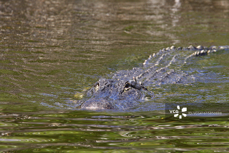 大沼泽地国家公园的鳄鱼图片素材