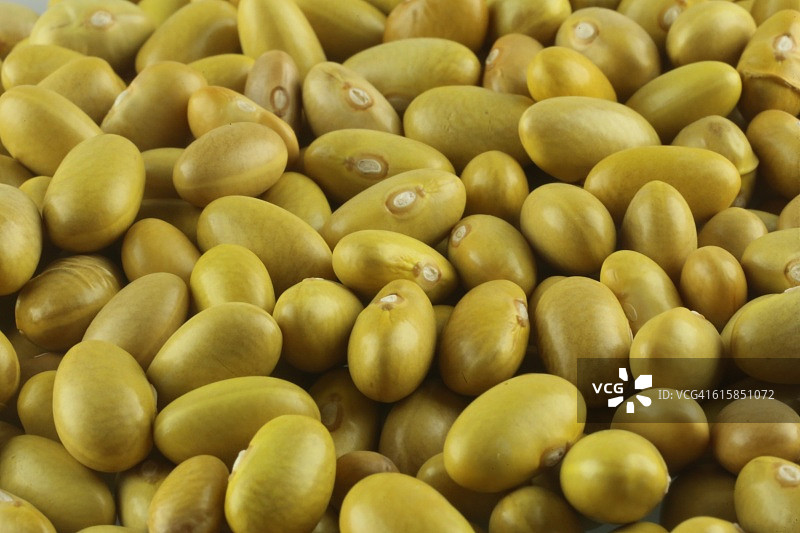 玛雅科巴豆（金丝雀豆）特写图片素材