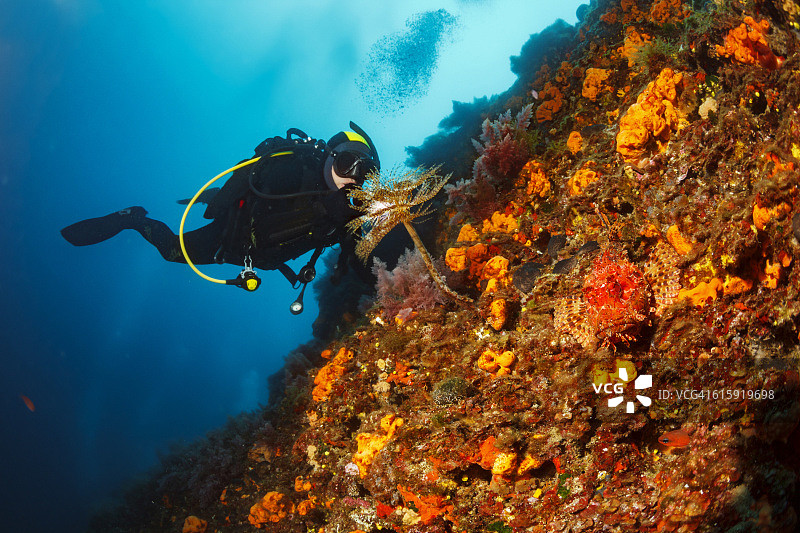 水肺潜水：海洋生物，红蝎子鱼，管虫，橙色海绵图片素材
