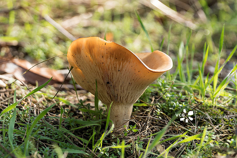 牛肝菌图片素材