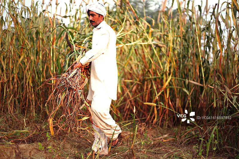 农民收获小米图片素材