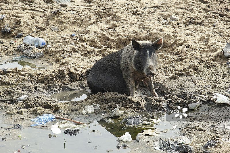 海边的猪图片素材
