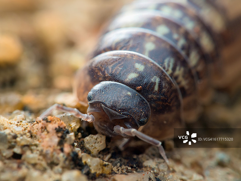 家养鼠妇/潮虫（Armadillidium vulgare）的正面景观图片素材