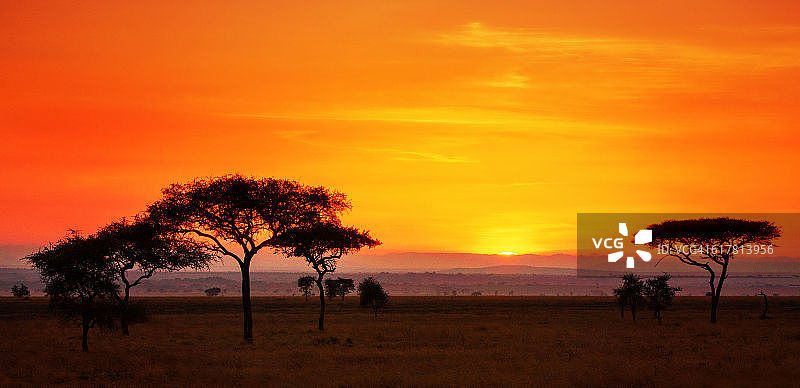 塞伦盖蒂日出全景图片素材