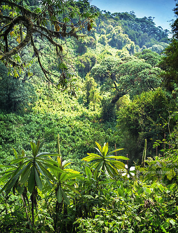 非洲卢旺达维龙加山脉的树叶图片素材