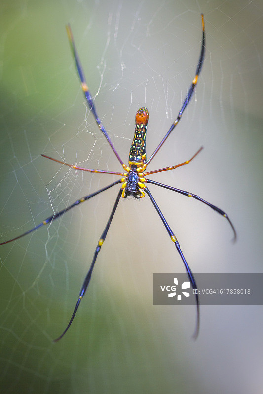 金 orb 蜘蛛特写图片素材