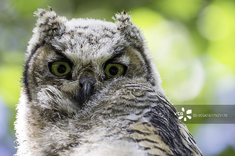 美洲雕鸮幼鸟画像图片素材